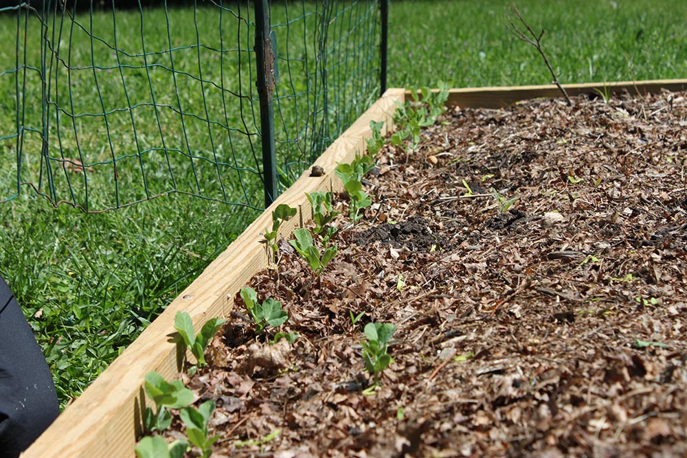 Ways to keep animals out of your garden build a simple fence 1 More Than 2