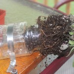 Growing Kitchen Herbs DIY Craft Jar Planter