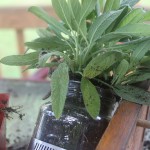 Growing Kitchen Herbs DIY Craft Jar Planter