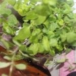 Growing Kitchen Herbs DIY Craft Jar Planter