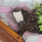 Growing Kitchen Herbs DIY Craft Jar Planter